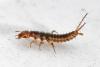 Nebria sp.